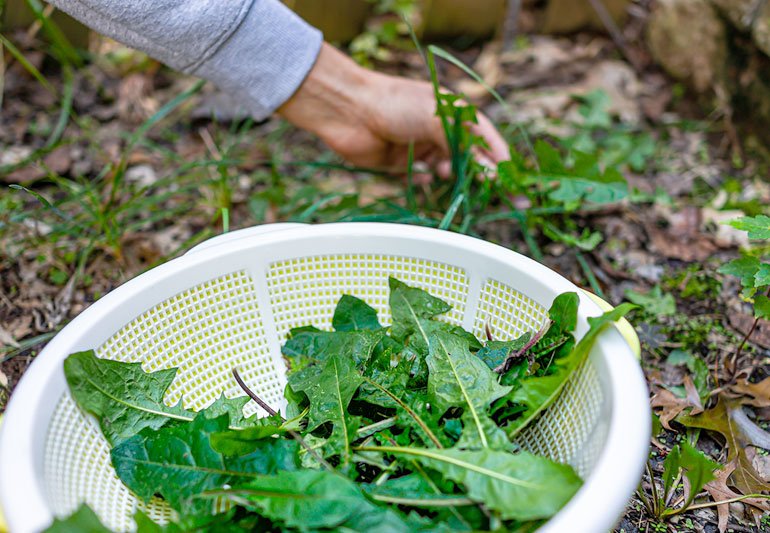 Plantes comestibles et recherche de nourriture 101