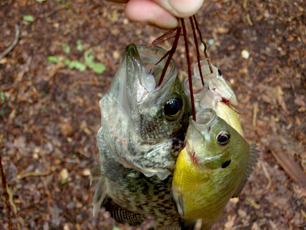 Técnicas de pesca de supervivencia